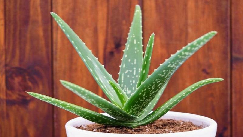 Lô hội (Aloe vera) là loại cây được đến biết đến với đặc tính chữa bệnh của nó gần 6.000 năm.